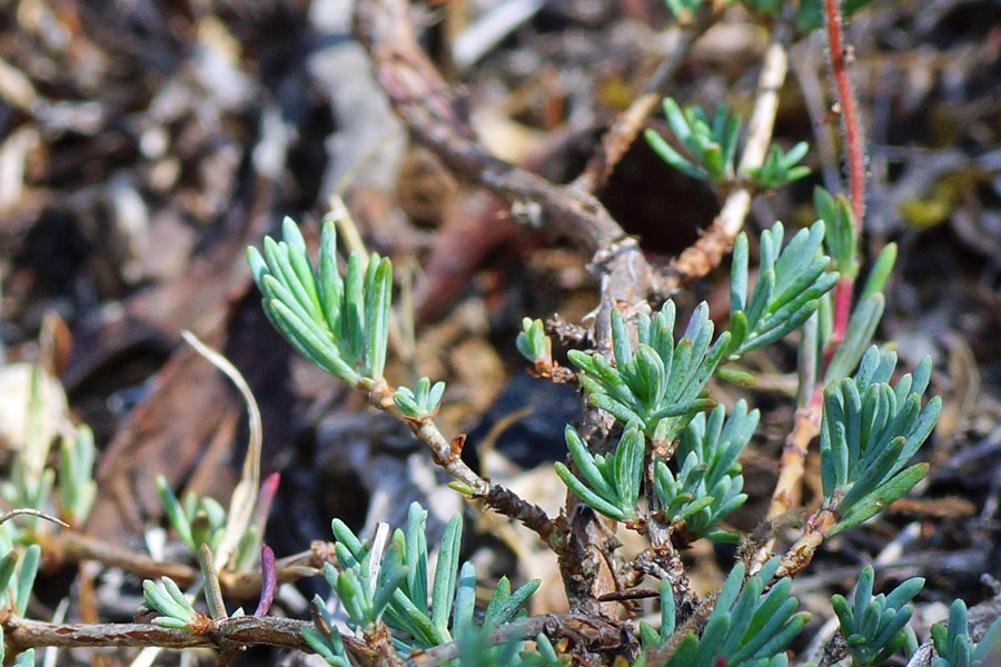 Fumana glauca da determinare